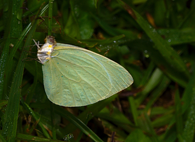 Butterfly IMG_2636