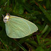 Butterfly IMG_2636