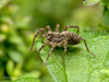 Wolf Spider