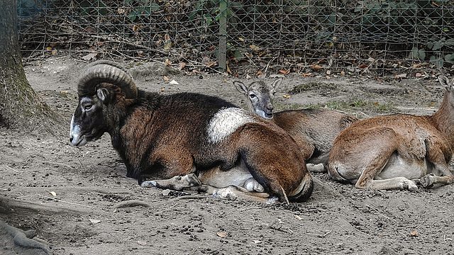 20181021 4368CPw [D~HF] Mufflon, Tierpark Herford