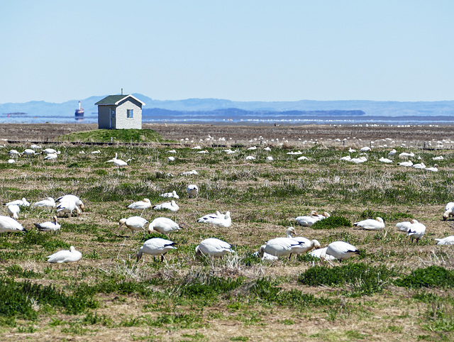 Day 12, Snow Geese, Cap Tourmente Wildlife Area, Quebec