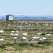 Day 12, Snow Geese, Cap Tourmente Wildlife Area, Quebec