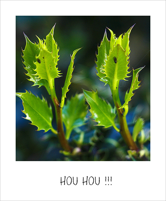 Les jumeaux du jardin ....