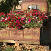 truck flower bed