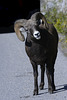 Bighorn sheep, Canada