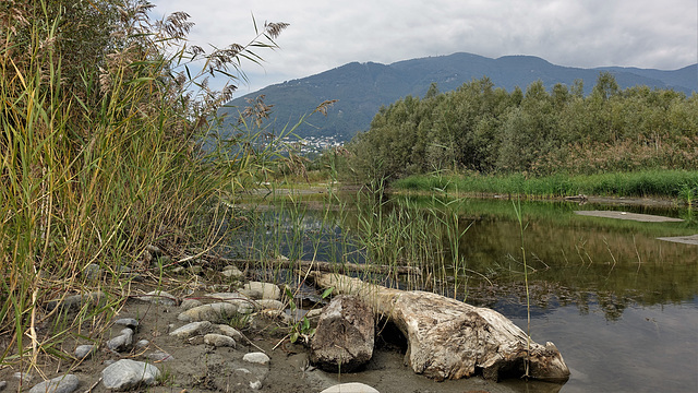 Maggia-Delta