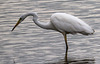 Great white egret