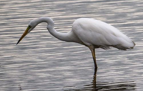 Great white egret