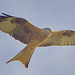 Red Kite (Milvus milvus) 02