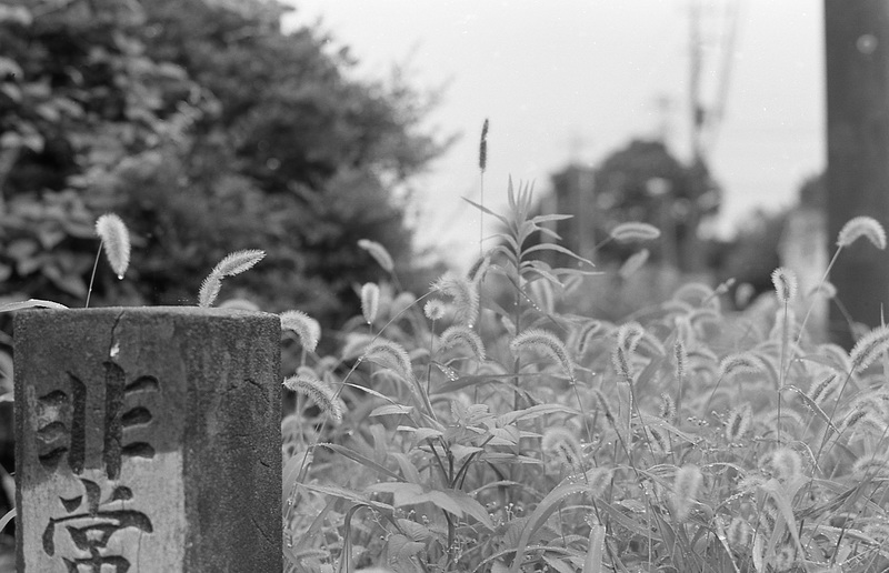 Stone post and bristle grasses