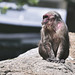 The old baboon and his longing for freedom (Der alte Pavian und seine Sehnsucht nach Freiheit)
