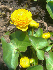 066  Auch Sumpfdotterblumen gibt es als 'flore pleno'