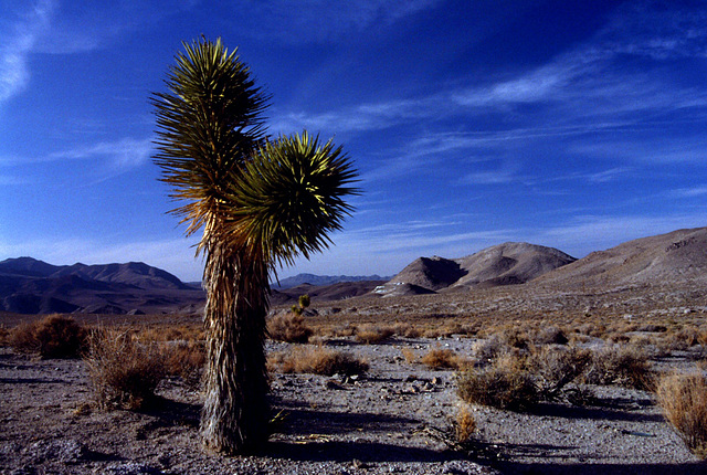 Joshua Tree, Near Pinamint Springs