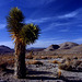 Joshua Tree, Near Pinamint Springs