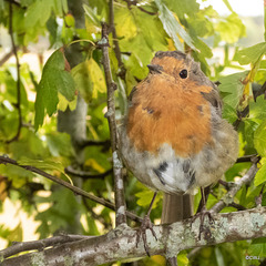 The Gazebo robin waiting to be fed