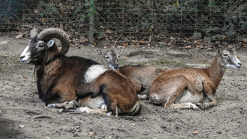 20181021 4369CPw [D~HF] Mufflon, Tierpark Herford