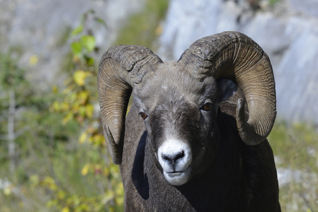 Bighorn sheep, Canada   DSC4937