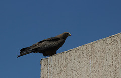 Yellow-billed Kite - Axum