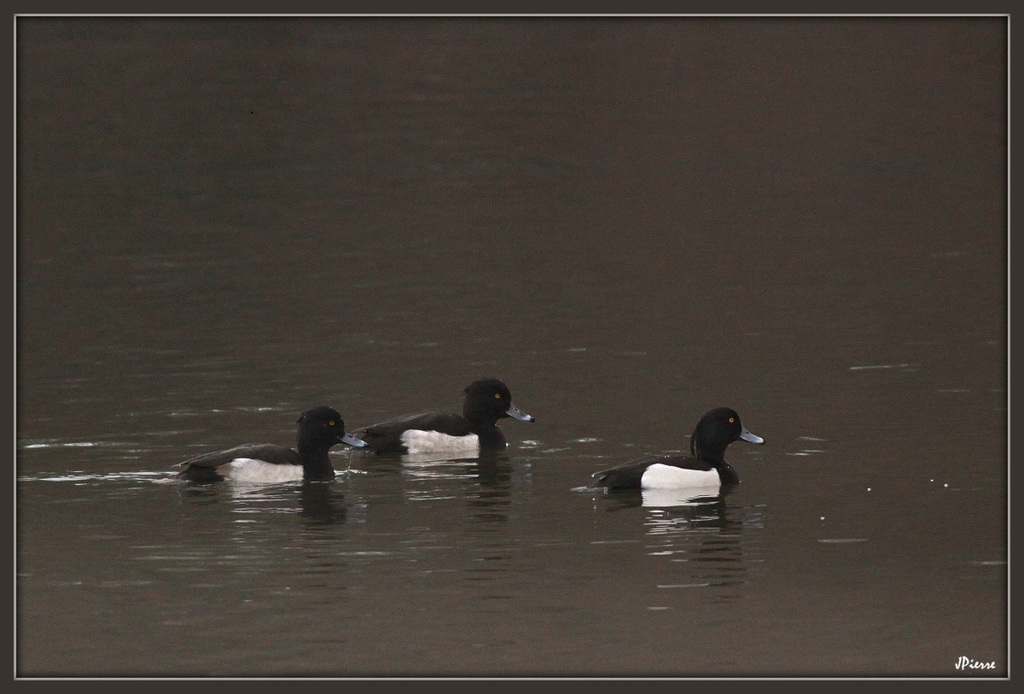 Fuligules morillon