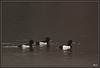 Fuligules morillon