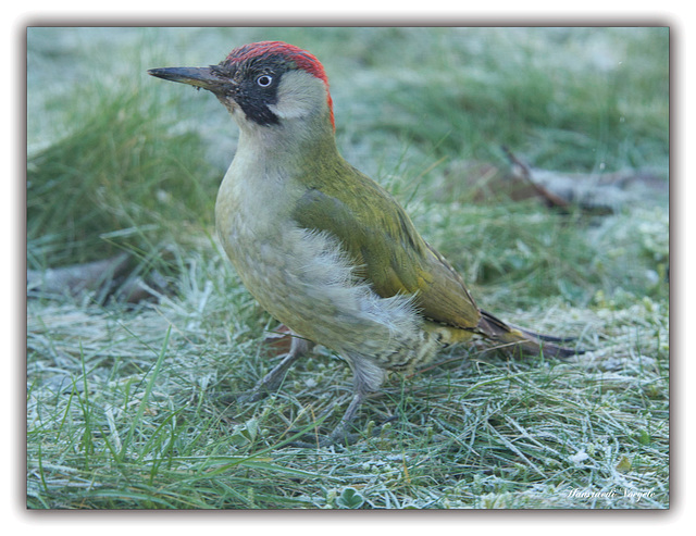 Grünspecht im Winterkleid