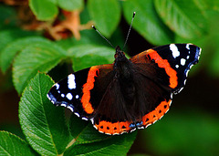 DSC 0367 - Red Admiral