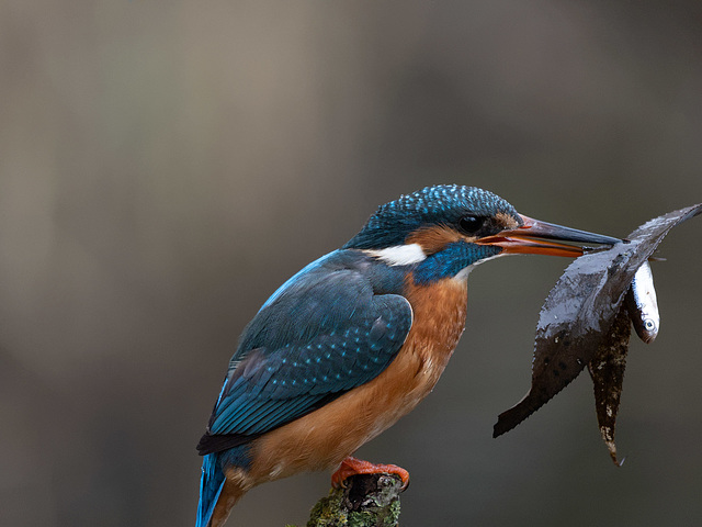 Eisvogel