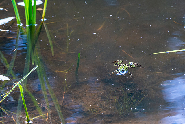 20220809- Frosch