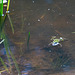 20220809- Frosch