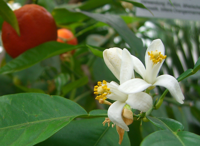 Orangenblüten