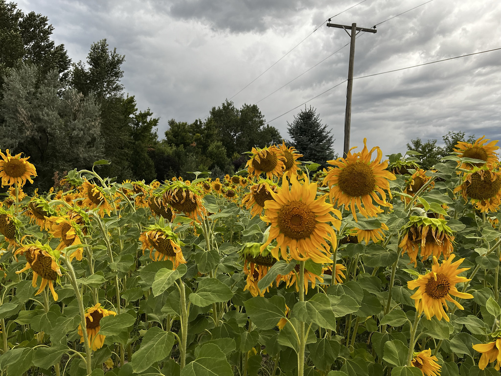 Sunflower Farms