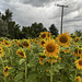 Sunflower Farms