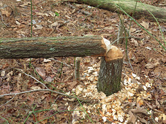 Beavers have been busy