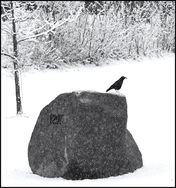 March 27, confused bird. March 27, confused bird.