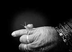 the snail whisperer