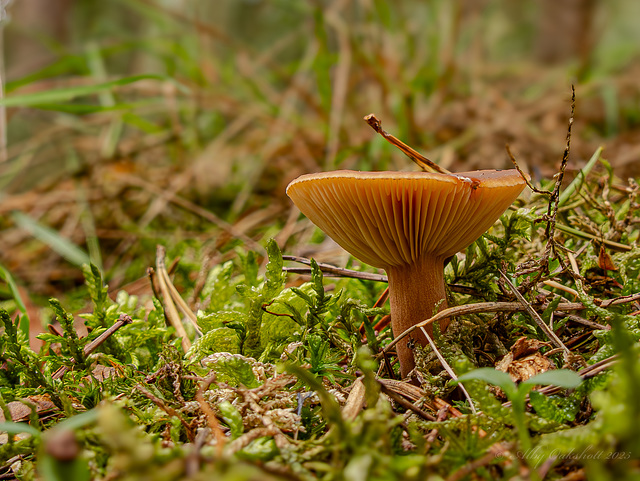 Fungi