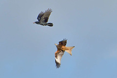 Red Kite (Milvus milvus) mobbing a carrion crow (Corvus corone) 02