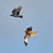 Red Kite (Milvus milvus) mobbing a carrion crow (Corvus corone) 02