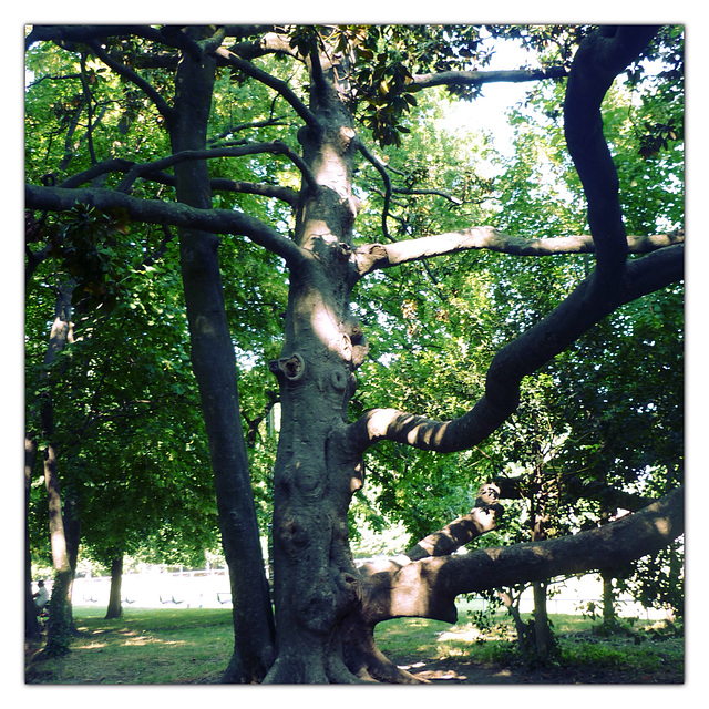 Vous avez en vous un Arbre à souhait qui attend vos ordres.