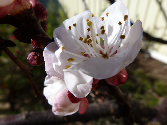 First apricot flowers