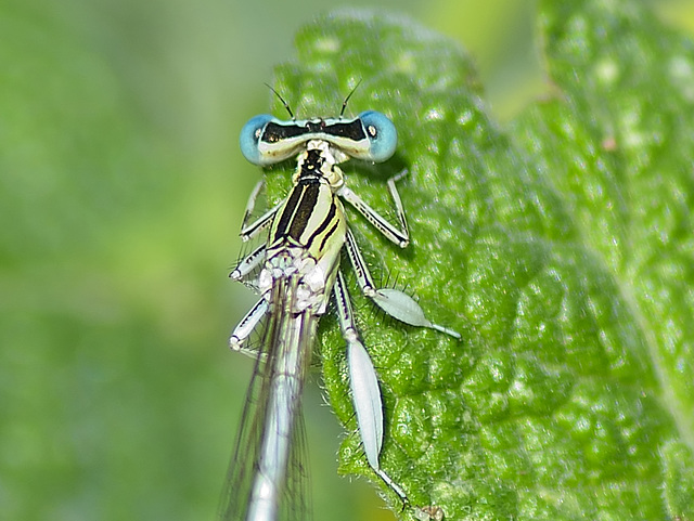 White Featherleg thorax m (Platycnemis latipes) DSB 1248