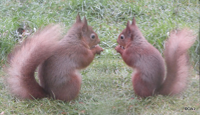 Breakfast meeting