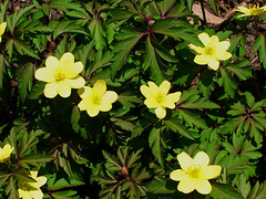 067  Anemone ranunculoides ist eine gelbe Art  des Buschwindröschens