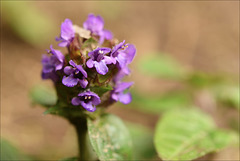 Prunella grandiflora