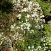 109 Saxifraga paniculate in Vollblüte
