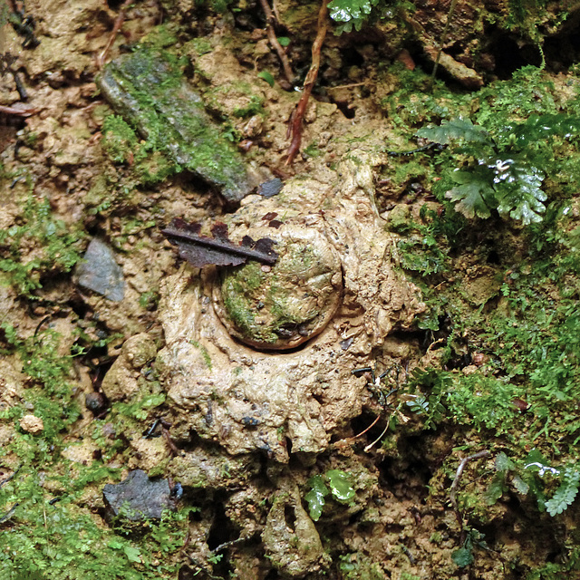 Trapdoor spider's closed burrow, Day 2