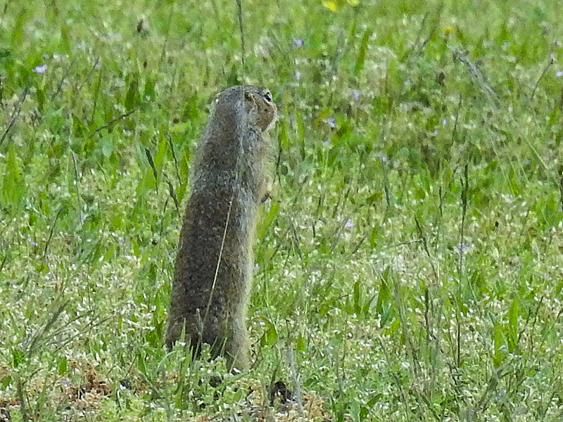 20170517 1479CPw [A] Ziesel (Citellus citellus), Neusiedler See