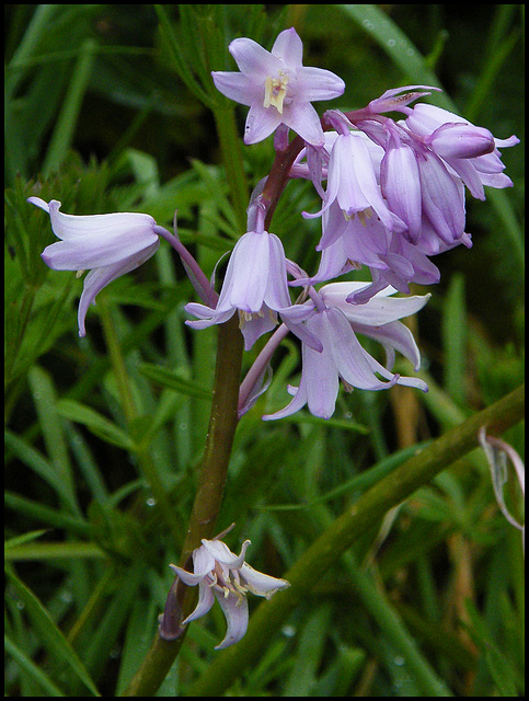 pink bluebells