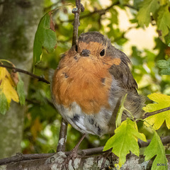 The Gazebo robin waiting to be fed