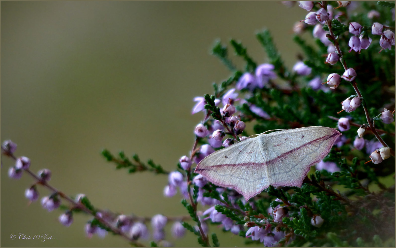 Again some new species for my Butterfly collection ;)